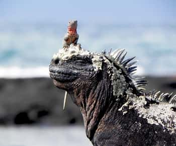 4 dias nas Ilhas Galápagos: excursão guiada à Ilha Santa Cruz