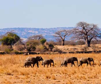 2 jours 1 nuit Parc national Nyerere depuis Zanzibar en avion