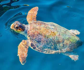 Zakynthos: Turtle Island & Keri Caves Glass-Bottom Boat Tour