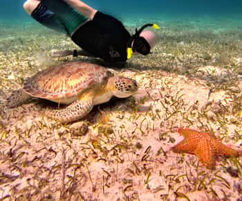 Wycieczka z rurką do sanktuarium żółwi Cozumel