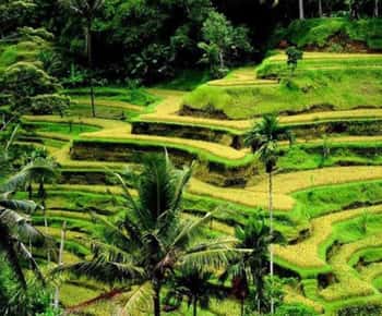 Bali: Privat rundtur Privat Ubud Highlights Tour med skräddarsydd turné