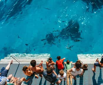 Bundaberg: Lady Musgrave Island and Great Barrier Reef Tour
