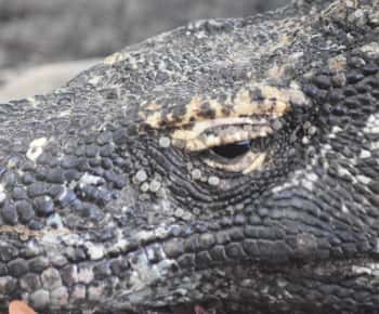 Komodo Island Tour Packages