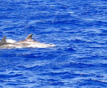 Mallorca: 3-timmars eftermiddags båttur med delfinskådning