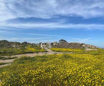 From Paphos: Famagusta, Salamis, and Varosha Walking Tour