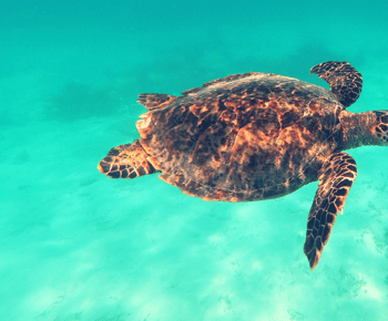 Snorkeling privato con le tartarughe alle Maldive