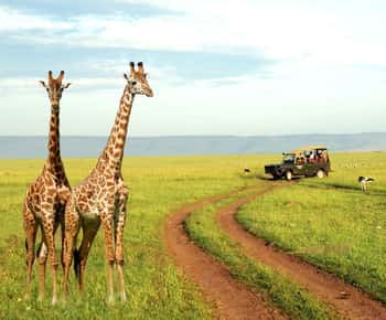 Meio dia na Tala Game Reserve e no Natal Lion Park saindo de Durban