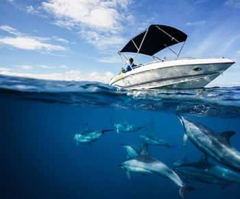 Mauritius: Swim with Dolphins Full-Day with Lunch/Drinks