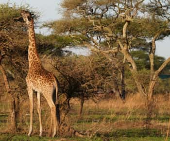 4 Days Tarangire, Serengeti, Ngorongoro Group Camping Safari