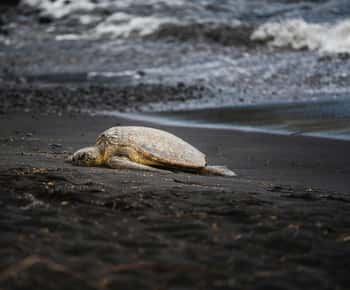 Tortuguero: Turtle Nesting Tour in Their Natural Habitat