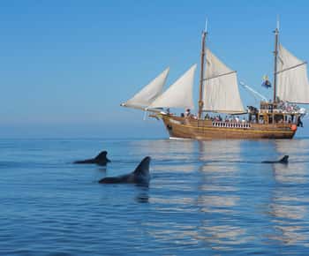 Los Gigantes: Dolphin & Whale Watching Tour on a Pirate Boat