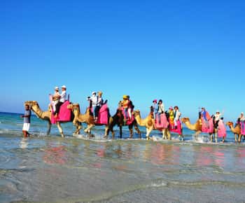 Djerba: Camel Ride at the beach.