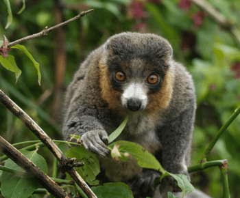 Bilet de intrare la Bristol Zoo Project