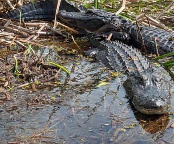 Kissimmee: Excursão de aerobarco pelos Everglades, jacarés e vida selvagem