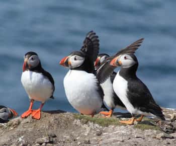 Seahouses: Inner Farne National Trust Bird Sanctuary Tour