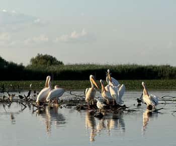 Murighiol: Danube Delta Water Lily Reserve Sunrise Boat Tour