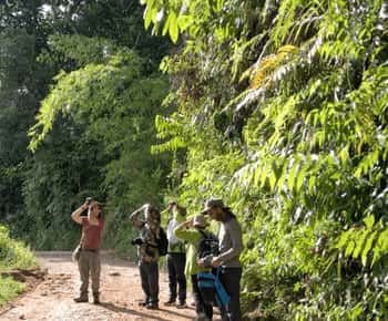 Observação de aves em Guatapé com cerca de 400 espécies de aves
