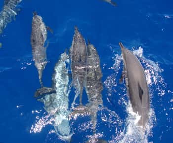 Hurghada: All-Inclusive Elite VIP Dolphin House & Massage