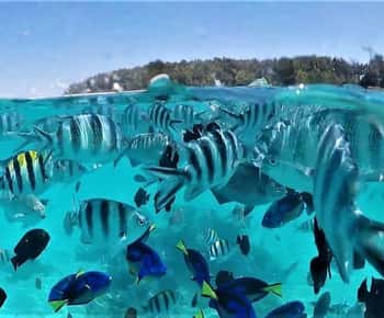 Zanzibar: Mnemba Island Dolphin and Snorkeling Tour