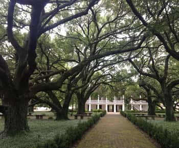 Da New Orleans: Whitney Plantation e tour in airboat combinati