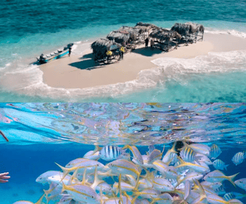 Cayo Arena: Ilha Paraíso e Magroves Tour Privado