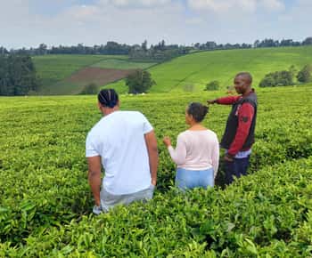 From Nairobi: Riara tea farm tour with lunch and tea tasting