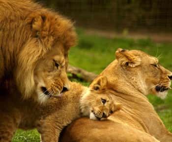 Durban: Tala Game Reserve, Natal Lion Park e Phezulu Park