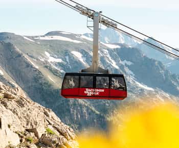 Jackson Hole: Aerial Tram and Gondolas Sightseeing
