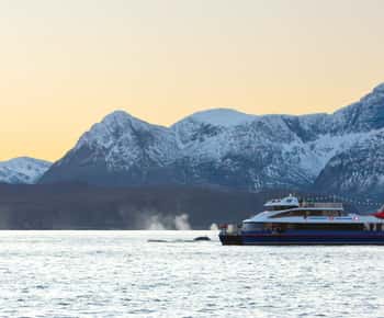 From Tromsø: Whale Watching Safari on High-Speed Catamaran