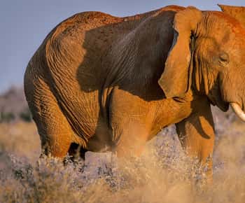 Mombasa: Tsavo East Ngutuni Sanctuary Overnight Safari