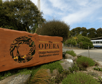 Dunedin: Visita à vida selvagem e aos pinguins