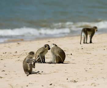 Saadani National Park: 2-Day Safari Adventure