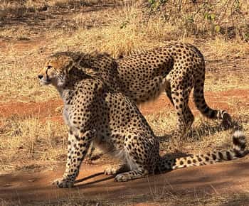 Depuis Johannesburg : Tour du Guépard