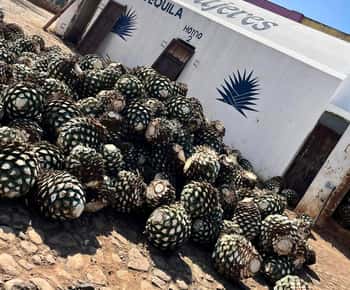 Destino Tequila: Experiência Premier Privada