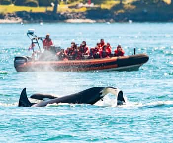 Victoria: 3-Hour Zodiac Whale-Watching Tour