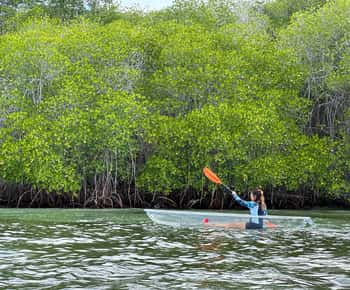 From Lembongan: Kayak/Paddleboard/Boat Mangrove Tour