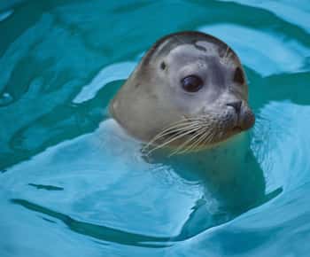 Blankenberge: SEA LIFE Entry Ticket