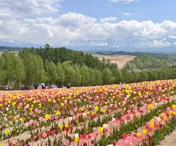 From Sapporo: Biei, Furano or Asahikawa Private Day Tour