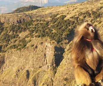 Day Trek to Simien Mountain