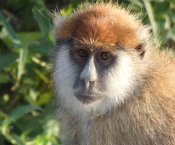 From Entebbe: 4-Day Murchison Falls & Budongo Forest Safari