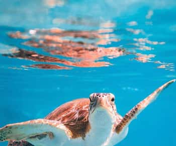 Muscat: gita di snorkeling alle isole Daymaniat con pranzo