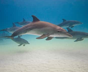 zanzibar swimming with sea turles and dolphins in kizimkazi