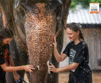 Vanuit Phuket: Olifant Jungle Heiligdom Voederen en douchen