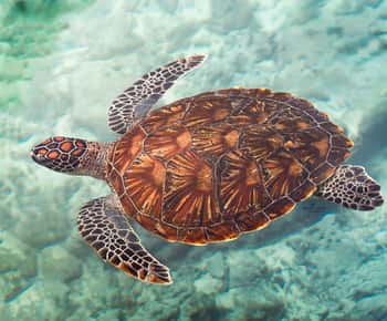 Zanzibar: Sea Turtle Swim at Salam Cave in Kizimkazi Village