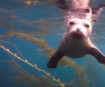San Diego: Tour guiado de mergulho com snorkel em La Jolla Cove