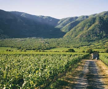 Valparaiso: Casablanca Valley Wine Tour with 5 Wineries
