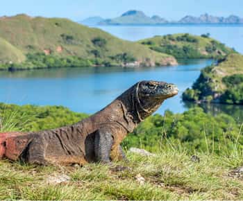 Komodo Island: Komodo Dragons & Islands Day Tour
