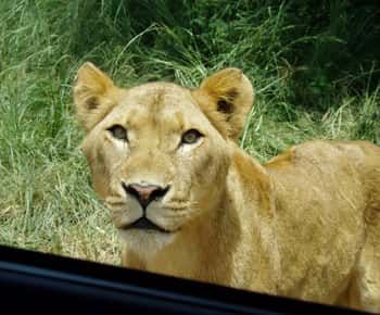 De Durban: Safari e excursão de um dia à aldeia PheZulu