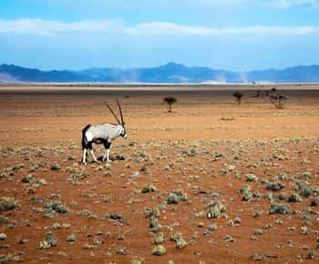 Namib-Naukluft park: Transport and tour to Naukluft park