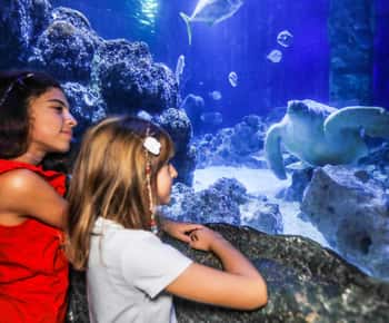 SEA LIFE Oberhausen Inträdesbiljett